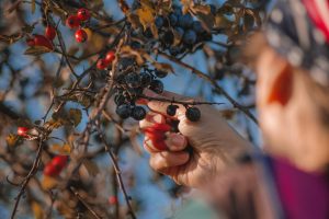 Fruit Picking Jobs in New Zealand